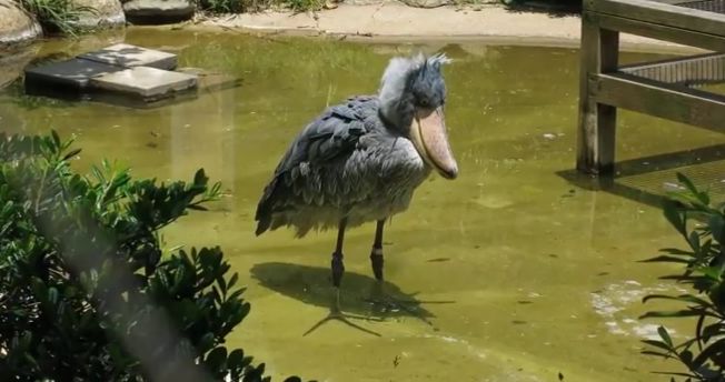 People Are Calling this Shoebill Stork a Real Life Pokemon - TVovermind