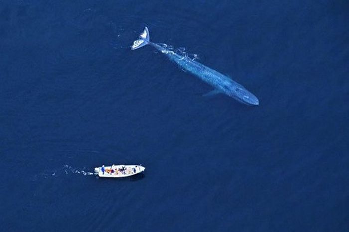 A Blue Whale Next To A 75 Foot Boat Because This Is Ridiculous
