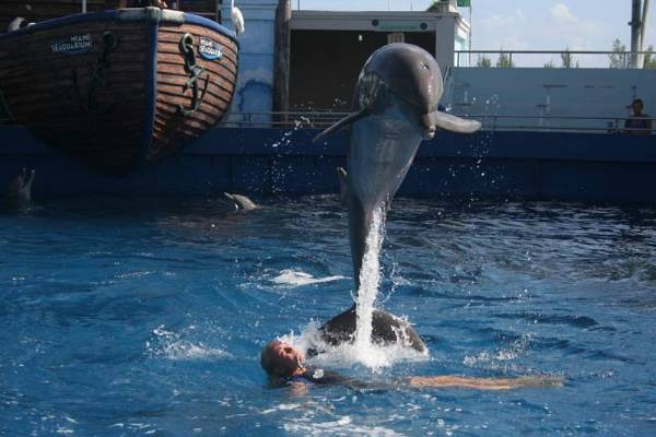 Five Movie Scenes Where Dolphins Were the Main Characters - TVovermind
