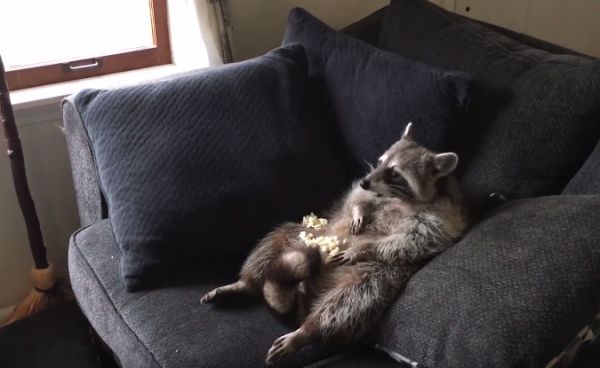 A Compilation of the Greatest Pet Videos of 2017 - TVovermind