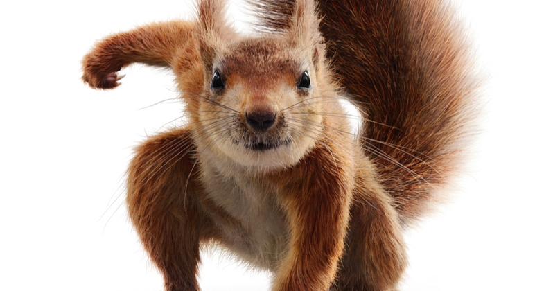 What We Learned From The Trailer For Flora Ulysses