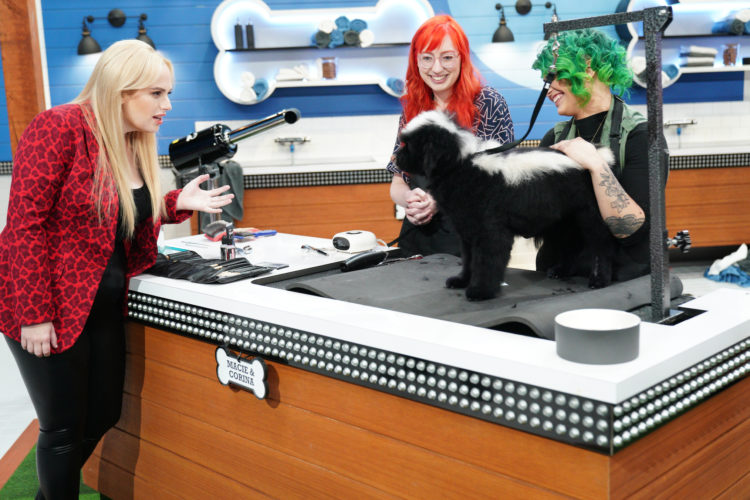 How To Sign Up Your Dog To Be On Pooch Perfect